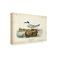 Zaštitni znak likovne umjetnosti' Audubon Havells Tern ' platnena Umjetnost Johna Jamesa Audubona