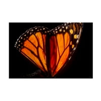 Gordon Semmens 'Leptir Monarh 05' Platno Art