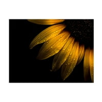 Brian Carson' Backyard Flowers Sunflower ' Canvas Art