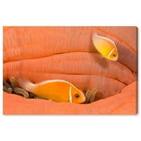 Runway Avenue Nautical and Coastal Wall Art Canvas Prints 'Peach Anemonefish by David Fleetham' Marine Life - Orange, Orange