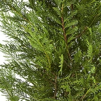 Live Božić Leyland Cypress grm u dekorativnom odmor crveni lonac