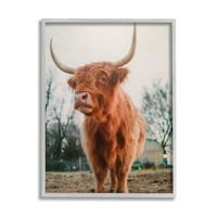 Stupell Industries Highland goveda krava ispaša ruralno Poljoprivredno zemljište Sunlight fotografija siva uokvirena Umjetnost Print zid Art, dizajn Dakota Diener