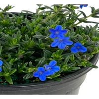 Stručni vrtlar 2.5 QT Lithodora plave višegodišnje žive biljke