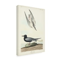 John James Audubon' Crna Čigra ' Canvas Art