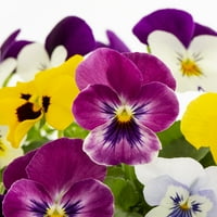 Expert Gardener Pint multi-color Spring Select mi Viola Annual Live Plant 6-Count with Grower Pot