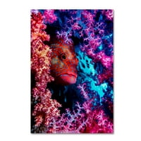 Zaštitni znak likovne umjetnosti' Coral Hind ' platno Art Dani Barchana