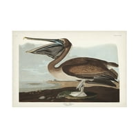 John James Audubon 'Brown Pelican' Canvas Art