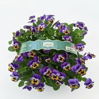Expert Gardener Live Plant 6pk Viola lonac za uzgoj puno sunce ili Polusjena