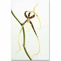 Zaštitni znak Likovna umjetnost Pauk orhideja umjetnost na platnu Kurta Shaffera