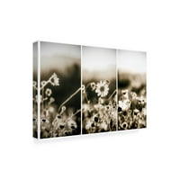 Joseph S Giacalone' Wildflowers In Sepia Triptych ' Canvas Art
