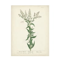 Nepoznata Umjetnost platna ' Antique Herbs IV