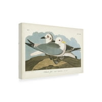 John James Audubon 'Kittiwake Gull' Canvas Art