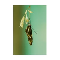 Zaštitni znak Likovna umjetnost' druženje leptir ' platno Art Chris Moyer