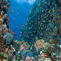 Scena grebena sa koraljima i ribama, Komodo, Indonezijski poster Print