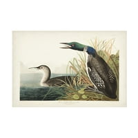 John James Audubon 'veliki sjeverni Ronilac ili Loon' platnena Umjetnost
