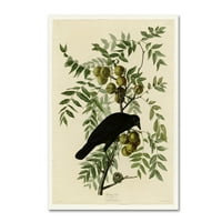 Zaštitni znak likovne umjetnosti' Američka Vrana ' platnena Umjetnost Johna Jamesa Audobona