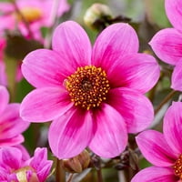 Vrtna državna sijalica Dahlia HS Juliet, živi cvjetni gomolji