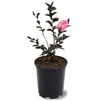 Crni Dijamant cveta u. Shell Pink cvjetanja krep Mirta drvo u 2. Litarski Rasadnički Lonac - Živa Vanjska